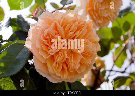 Rose Kronprinzessin Margareta Stockfoto