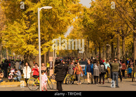 Ginkgo Allee, Chengdu Universität elektronische Wissenschaft und Technologie Stockfoto