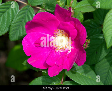 Rosa Gallica Splendens Stockfoto