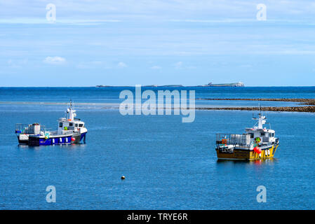 Fischerboote vor Holy Island in einer geschützten Bucht mit den Farne Islands im Hintergrund Northumberland England Vereinigtes Königreich Großbritannien Stockfoto