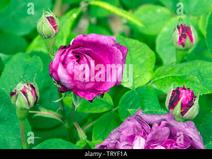 Rose Reine des Violettes Stockfoto