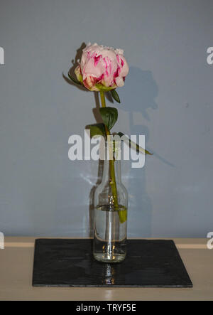 Single pale pink Peony der Familie Peonicaeae in einer klaren Glasflasche auf einem Stück schwarzem Schiefer Stockfoto