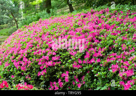 Azalea Japonica Kermesina Stockfoto