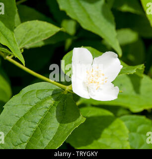 Cornus alba 'Sibirica coronarius Seringat Stockfoto