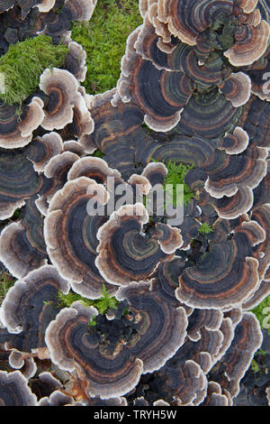 Halterung turkeytail Pilz wachsen auf einen umgestürzten Baum, der in den Lake District, England Stockfoto