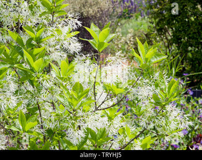 Chionanthus virginicus Stockfoto