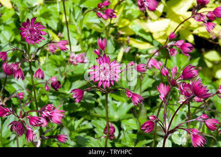 Astrantia major 'Rubra' Stockfoto