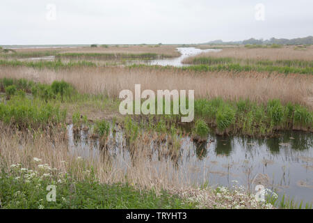 Reedbeds in der Süßwasser-Sumpf an der RSPB Nature Reserve an titchwell Marsh auf die Küste von Norfolk in England Stockfoto