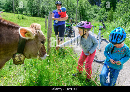 Familie Radfahren Tour in den Allgäuer Alpen, Break, um Kühe zu füttern Stockfoto