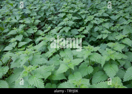 Ein Patch von gemeinsamem oder Brennessel (Urtica dioica) wächst in einem Waldgebiet an der Küste von Norfolk in England Stockfoto