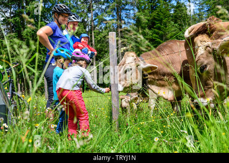 Familie Radfahren Tour in den Allgäuer Alpen, Break, um Kühe zu füttern Stockfoto