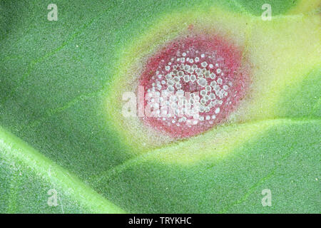 Puccinia phragmitis, ein rostpilz genannt dock Rost, wachsen auf Rumex crispus, der geschweiften Dock Stockfoto