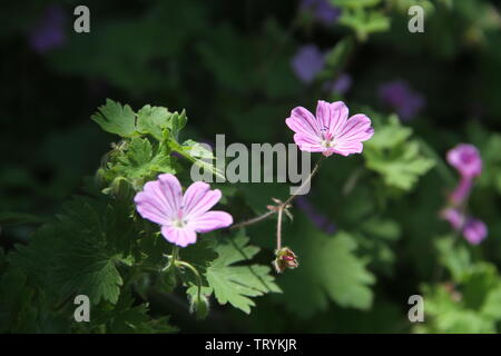 Malva Blume, Wilde Malve Blume mit lila, violett und rosa Blütenblätter Stockfoto