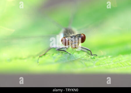 Erythromma najas, bekannt als die red-eyed damselfly Stockfoto