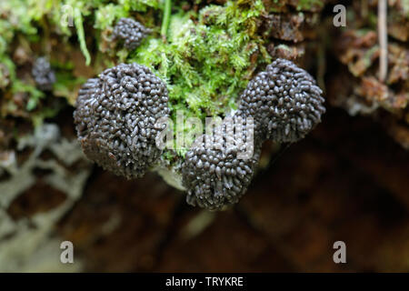 Himbeere Schleimpilze, Tubifera ferruginosa Stockfoto