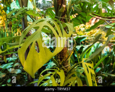 Tropischer Regenwald Dschungel Pflanzen Monstera deliciosa mit Löcher in die Blätter im Gewächshaus. Stockfoto