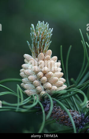 Männliche Zapfen von Pinus mugo, bekannt als schleichende Kiefer, Zwerg mountainpine, mugo Pine, Latschenkiefer, Peeling Latschenkiefer oder Swiss Mountain Pine Stockfoto