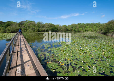 Bosherston Seerosenteichen (Seen) in Pembrokeshire, Wales, im Juni (Sommer) Stockfoto