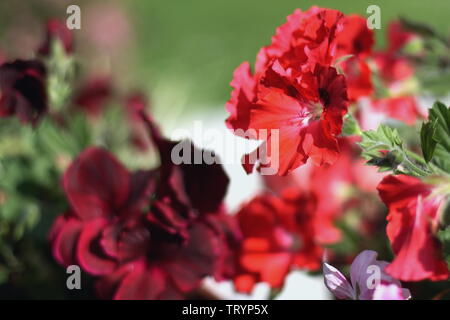 Schöne rosa und rote Geranie Blumentöpfe im Garten Stockfoto