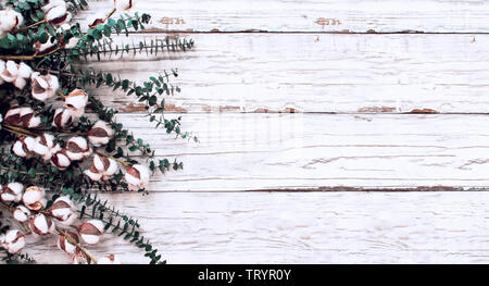 Baumwolle Blumen und Eukalyptus Zweige über einem weißen Holz- Textur Kulisse. Bild geschossen von Ansicht von oben mit Raum für Text.. Stockfoto