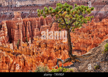 Bryce-Canyon-Nationalpark, Utah, USA, Nordamerika Stockfoto