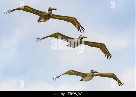 Braune Pelikane - der Braune Pelikan ist der einzige Pelican, den Kopfsprung benutzt - tauchen beim Angeln. Der Vogel fliegt etwa 20 oder 30 Meter über dem Wasser. Le Stockfoto