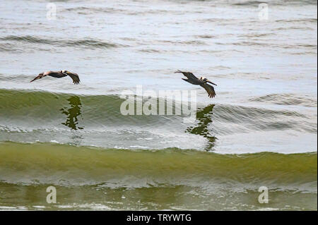 Braune Pelikane - der Braune Pelikan ist der einzige Pelican, den Kopfsprung benutzt - tauchen beim Angeln. Der Vogel fliegt etwa 20 oder 30 Meter über dem Wasser. Le Stockfoto