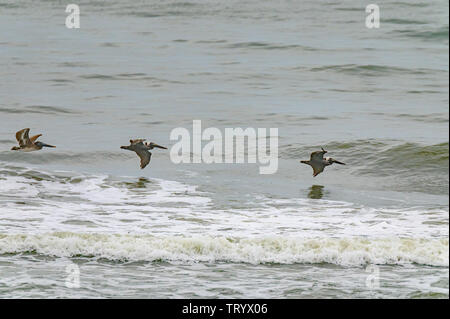 Braune Pelikane - der Braune Pelikan ist der einzige Pelican, den Kopfsprung benutzt - tauchen beim Angeln. Der Vogel fliegt etwa 20 oder 30 Meter über dem Wasser. Le Stockfoto