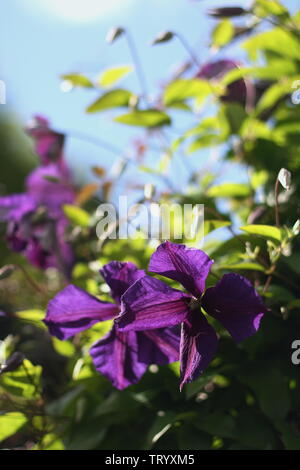 Purple clematis Blumen und wunderschönen Sommer Licht im Dorf Garten Stockfoto