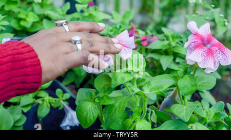 Junge Dame Hand berühren auf Petunia Blume Pflanzen in einer Blume Kindergarten Farm. Mensch und Natur in Verbindung. Stockfoto