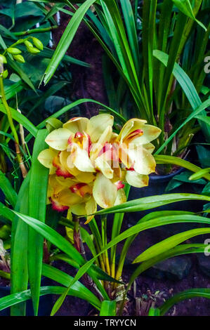Feuer Lilie oder Herrlichkeit Lily auch genannt Flamme Lily, gloriosa Lily, hervorragende Lilie, Lilie, Klettern und kriechen Lily, eine Gloriosa Familie der Eingeborene in Tropic Stockfoto