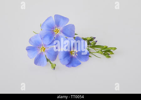 Blau Flachs Blumen auf weißem Hintergrund isoliert. (Linum usitatissimum) gemeinsamen Namen: gemeinsame Flachs oder Lein. Nähe zu sehen. Stockfoto