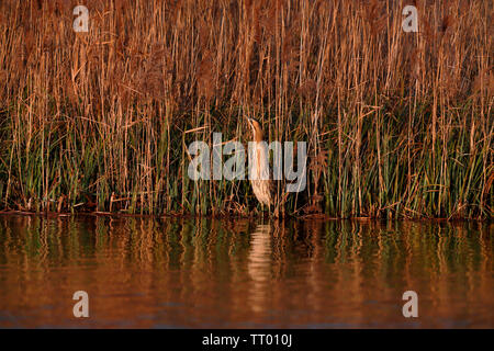 Rohrdommel - London Wetlands Centre WWT - London Stockfoto