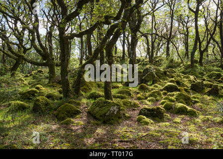 Feder an Ty Canol Nature Reserve in der Nähe von Newport in Pembrokeshire, West Wales. Stockfoto