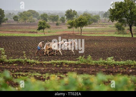 Indische Bauern pflügen der Bauernhof mit Paar Ochsen Stockfoto