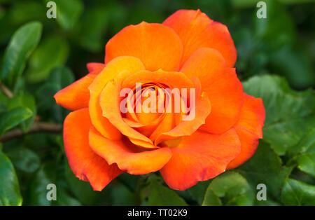 Nahaufnahme von einem einzigen orange Rose Blume in voller Blüte, mit dem Grün hinter sich. Stockfoto