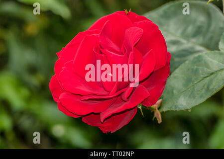 Nahaufnahme der eine einzelne rote Rose Blume in voller Blüte, mit dem Grün hinter sich. Stockfoto