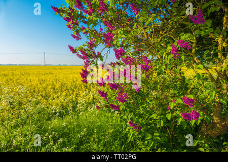 Eine lebendige Lilac Tree, neben einer hellen gelben Raps Feld, in einer ländlichen Gegend von Lincolnshire, England, UK. Stockfoto