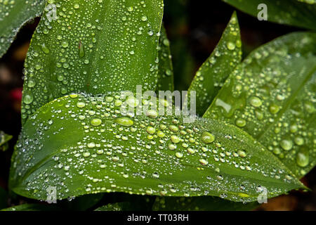 Nach dem Regen viel Wasser Tropfen auf dieser breiten Blatt Pflanze gesehen. Stockfoto