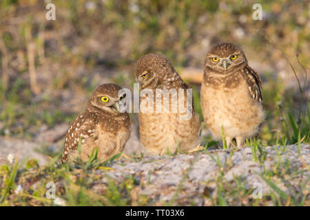 Bei einem der wenigen restlichen Nistplätze auf Cape Coral in Florida genommen Stockfoto