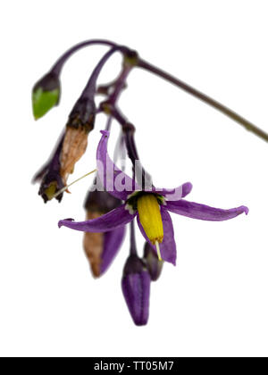 Nahaufnahme des violetten Blüten von Solanum dulcamara, Woody Nachtschatten, einem giftigen krautige Staude Scrambler, auf weißem Hintergrund Stockfoto