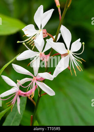 Die weißen Blüten der Hardy, Sommer blühende Staude, Gaura lindheimeri 'Whirling Schmetterlinge Stockfoto