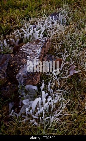 Eis gebildet, um das Leck bei der Gartenschlauch, Canyon, Texas Stockfoto