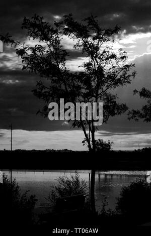 Baum im Sonnenaufgang Silhouette von Lindsey Park Public Angelsee, Canyon, Texas Stockfoto