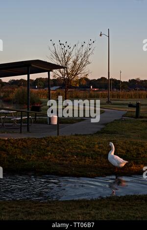 Zahme Ente am Picknickplatz, Lindsey City Park, Canyon, Texas. Stockfoto