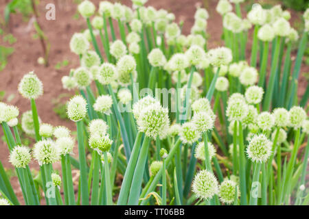 Zwiebel im Garten wächst im Garten Stockfoto