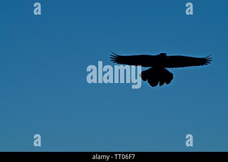 Grackle Black-Tailed, Canyon, Texas Stockfoto