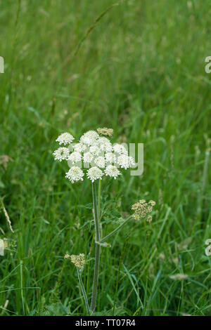 Riesen-Bärenklau-Blume Stockfoto