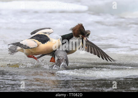 Europäische Flussneunauge und Gänsesäger Stockfoto