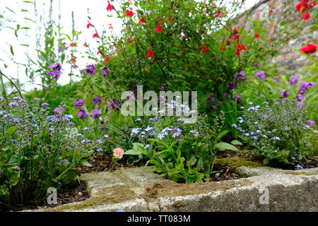 Sussex, UK. Random altmodische Cottage Garten pflanzen mit Forget Me Nots, Mauerblümchen und Salbei 'Hot Lips' Stockfoto